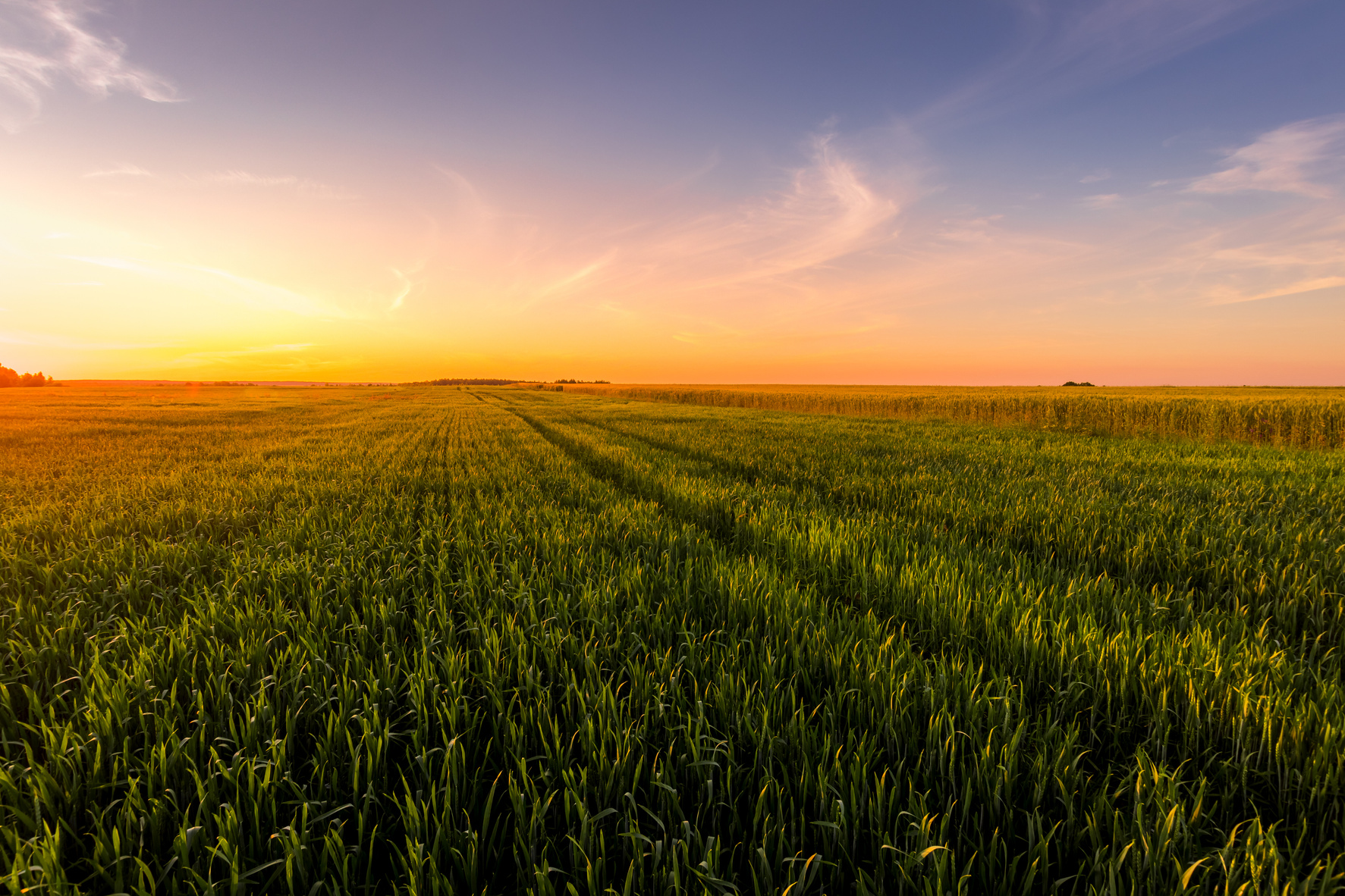 Sunset over an Agricultural Field